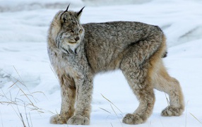 Мохнатая канадская рысь