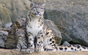 Снежный барс с котенком