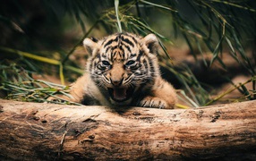 Тигренок прячется за деревом