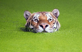 Тигр в воде среди растений