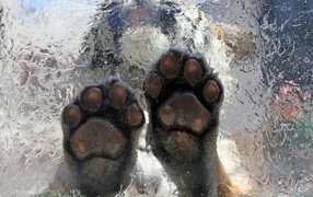 Тигр на льду