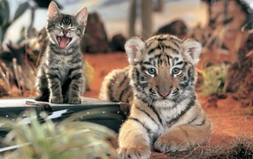 Два дальних родственника