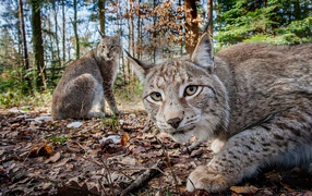 Две рыси в лесу