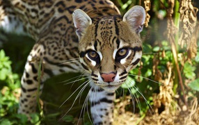 Очень красивый оцелот