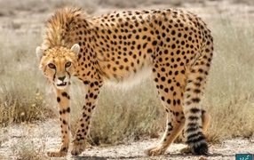 Дикая кошка в Иране