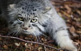 Дикий кот крадется по земле