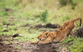 Львенок под дождем