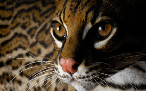 Глаза дикой кошки