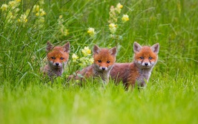 Cubs in the grass