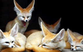 Family foxes breed Fenech