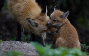 Fox caring for her cub