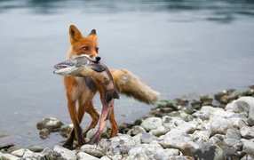 Лиса поймала рыбу