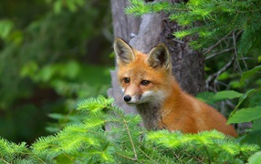 Fox in coniferous bushes