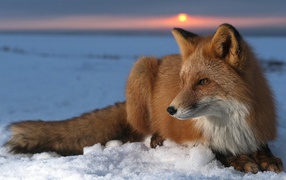 Fox in the snow at sunset winter day