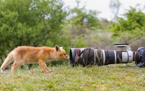 Fox is interested in the camera