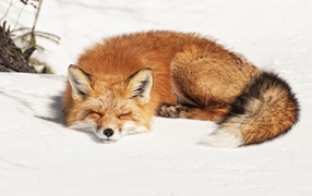 Лиса сладко спит на белом снегу