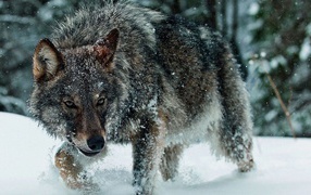 Hungry wolf in mid-winter