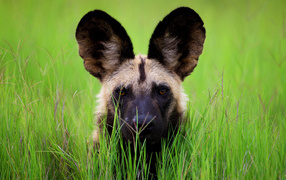 Hyena with big ears