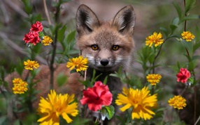 Little fox in a flower bed