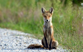 Skinny fox sits on the trail