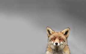 The head of a fox, gray background