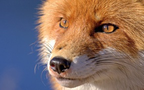 The muzzle of a fox, blue background
