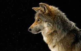 The profile of a wolf on a black background
