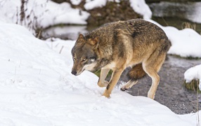 Волк с поджатым хвостом