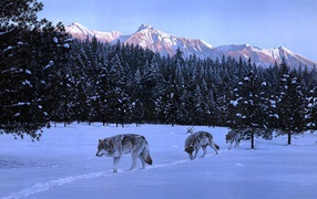 Три волка вышли на охоту