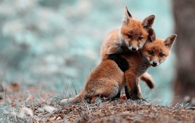 Two cute fox