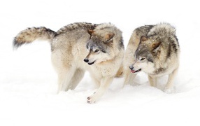 Два голодных волка на снегу
