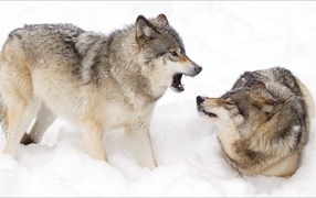 Two wolves fighting in the snow