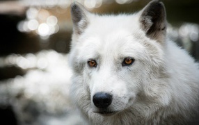 Белый полярный волк