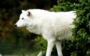 Белый волк вышел из-за ели