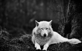 Белый волк в черном лесу