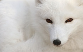 Белая арктическая лиса на снегу