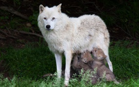Wild white wolf with pups