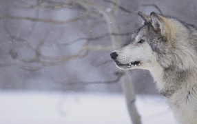 Wolf during a snow storm