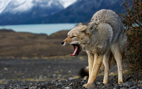 Волк в угрожающей позе