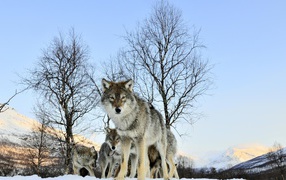 Волчица защищает своих волчат