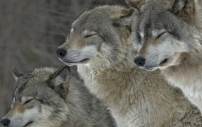 Wolves squinting against the wind