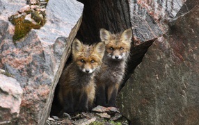 Детеныши лисы прячутся среди камней