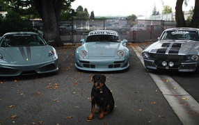 Dog protects expensive cars