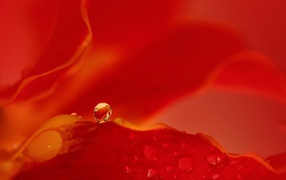Капля воды на красном фоне