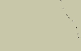 Муравьи на мониторе, серый фон