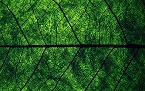 Фон зеленый лист дерева