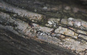 Кора дерева, фон