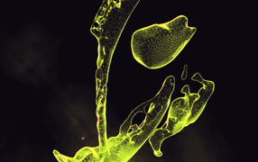 Капли зеленой жидкости на черном фоне
