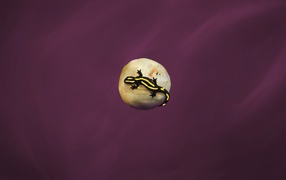 Ящерица на камне, фиолетовый фон