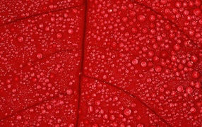 Влага на красном листе, фон